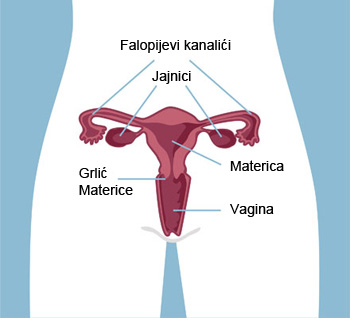 Prilikom menstruacije seks Menstruacija i